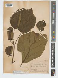 Image result for Cordia millenii