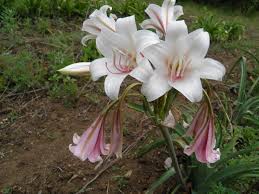 Image result for Craibia zimmermannii