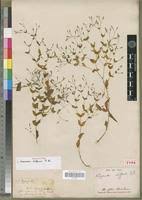 Image result for Canscora kirkii