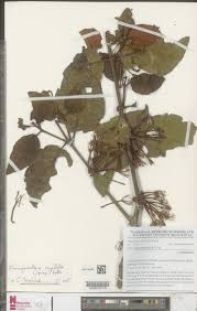 Image result for Phragmanthera capitata