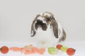 Dogs and puppies cats and kittens horses rabbits birds snakes. A Guide To Lop Eared Rabbits And Care