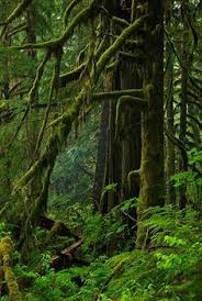 Image Result For Pacific Northwest Woods Salal Forest Nature Magical Forest