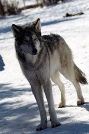 Yamnuska Wolfdog Sanctuary Wolf Dog Beautiful Dogs Outdoor Dog