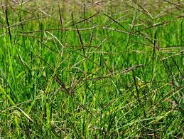 Image result for Cynodon aethiopicus