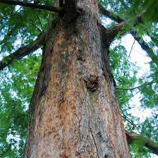 All our dawn redwood tree sold online come with free uk mainland delivery and free 3 year warranty on a sliding scale. Buy Affordable Dawn Redwood Trees At Our Online Nursery Arbor Day Foundation Buy Trees Rain Forest Friendly Coffee Greeting Cards That Plant Trees Memorials And Celebrations With Trees And More
