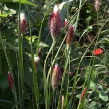 Image result for Cenchrus geniculatus