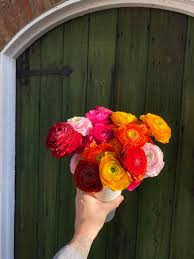 Maybe you would like to learn more about one of these? Ranunculus Grow A Ranbow In Your Garden Mr Plant Geek