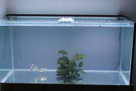Small tanks pollute more quickly and don't the tank is contemporary in aquatic ecosystems. 16 Minimalist Aquariums Ideas Aquarium Fish Tank Aquarium Design
