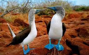 A huge part of why you visit the galapagos islands is definitely to see the animals! Forget The Zoo Visit The Galapagos Islands
