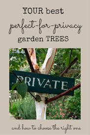 They also catch the snow during a storm and reduce. The 8 Best Perfect For Privacy Garden Trees The Middle Sized Garden Gardening Blog