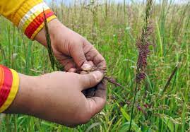 The greatest concentration of lakes supporting natural wild rice is in aitkin (4,859 acres), cass (8,323 acres), crow wing (3,751 acres), itasca (8,448 acres), and st. Timeline Wild Rice Regulations In Minnesota Mpr News