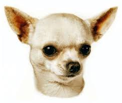 Her tan points are just starting to come in, but they will get stronger as she gets older…. Deer Head Chihuahua Vs Apple Head Chihuahua Animalso