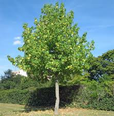 Er spendet im sommer angenehm kühlen schatten und begeistert im herbst mit seiner markanten farbe. Amberbaume Liquidambar Storax Styrax