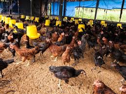 Kandang umbaran ini baik nya dibuat dengan ukuran . Cara Membuat Kandang Ayam Sederhana Dari Bambu Mudah Dipraktikkan Bagi Pemula Diadona Id