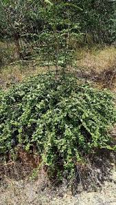 Image result for Canthium