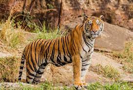 Venerable) is used to indicate respect for the dangerous animal, which is subject to taboo. æ„›çŸ¥ç›®æ¨™ æœå'å…¨çƒè€è™Žæ•¸é‡ç¿»å€ç›®æ¨™å°¼æ³Šçˆ¾èˆ‡å°åº¦è·¨å€åŸŸä¿è‚²è€è™Ž ç'°å¢ƒè³‡è¨Šä¸­å¿ƒ