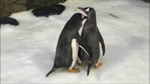 This article below talks about thieves in australia stealing penguins and selling them as pets, thus implying that it is illegal to do so. The Gay Penguins Of Australia The New York Times