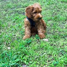 We did not find results for: Morningside Cavapoo Puppies Texas The Y Guide