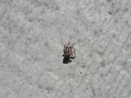 They also might be your best friend in the some, such as the wolf spider, carry their eggs on their back, making identification easy, but most spiders die after reproducing, but knowing the species that live in the area can help you narrow. Field Guide To Spiders And Scorpions Amistad National Recreation Area U S National Park Service