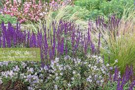 Although i've had a few plants that didn't make it, the ones i have now bloom. Salvia Nemerosa Sti Stock Photo By Dave Zubraski Image 0649555