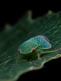 Image result for Dicliptera betonicoides