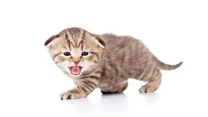 Yuk nyanyi lagu anak indonesia ini. Suara Kucing Lucu Melolong Efek Suara Templat Mp3 Unduhan Gratis Pikbest Scottish Fold Kittens Scottish Fold Anak Kucing