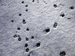 Solange der schnee noch unberührt ist, setzen sich tierspuren deutlich von ihrer umgebung ab. Natur Beobachten Im Winter Okoleo Umwelt Und Naturschutz Fur Kinder In Hessen