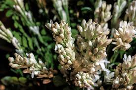Find over 100+ of the best free flowers images. Hd Wallpaper Rajanigandha Flower Tuberose Flower White Rajnigandha Plant Wallpaper Flare