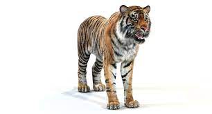 tiger white natural animations 3d model animation 3d model tiger