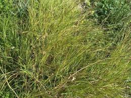 Image result for Heteropogon contortus