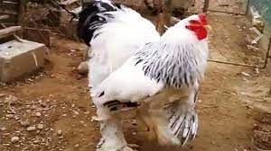 These birds are very big when it comes to chickens, but sometimes the videos. The Giant Chicken Brahma Youtube