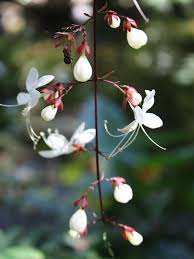 Image result for Clerodendrum