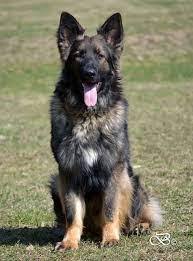 German Shepherd Puppies For Sale Shepherd Dog Breeds German Shepherd Dogs Purebred German Shepherd Puppies