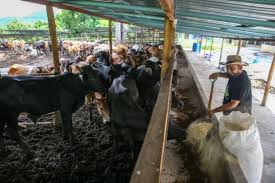 Staf redaksi21 desember 2017 no comment346 views. Harga Daging Lembu 2017 Harga Daging Meugang Di Nagan Raya Rp170 000 Per Kilogram Jika Biasa Rp 130 000 Hingga Rp 140 000 Maka Pada Hari Meugang Menjadi Rp 150 000 Hingga Rp 170 000