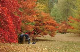 英国の紅葉をもっと楽しもう