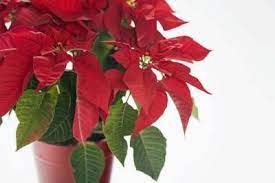How To Fertilize A Poinsettia Poinsettia Plant Fertilizer For Plants Poinsettia Care