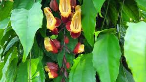 Image result for Thunbergia mysorensis