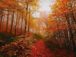 Deep In The Autumn Woods Fall Color Trees Fall Pictures Dark Autumn