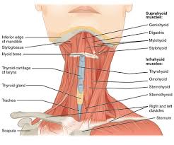 Related posts of anatomy of neck muscles diagram abdominal anatomy musclse. The Ventral Neck Muscles Lecturio Online Medical Library