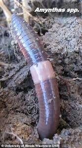 Calling all worm rangers, researchers need your help documenting jumping worms across the state. Jumping Worms That Thrash Wildly When Disturbed Invade Us From East Asia Daily Mail Online