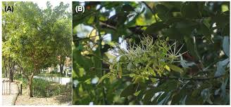 Image result for Maerua