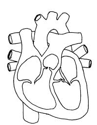 Okul Oncesi Ic Organlar Boyama Sayfasi Okul Oncesi Etkinlik Faaliyetleri Madamteacher Com Anatomik Kalp Biyoloji Dersi Okul