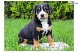 $2750.00 glen rock, pa greater swiss mountain dog puppy. Greater Swiss Mountain Dog Puppy For Sale Near Lancaster Pennsylvania 1ad01200 57a1