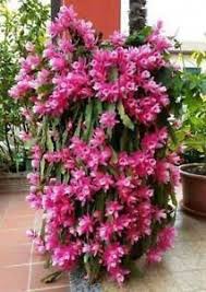 Found an answer for the clue flower part that we don't have? Cactus Flower Crossword Clue Cactusflower Orchid Cactus Beautiful Flowers Garden Rare Orchids