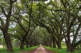 The museum is easily accessible from interstate 10 at the gramercy exit, number 194. Evergreen Plantation