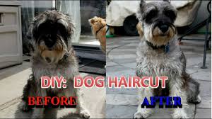 Therefore, it is safe to do so without needlessly hurting or scaring your dog. How I Cut My Dog S Hair Youtube