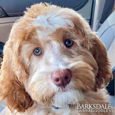 We are not a kennel, but a family dedicated to raising high quality goldendoodles, and australian labradoodles. Barksdale S Red Australian Labradoodles Barksdale Labradoodles
