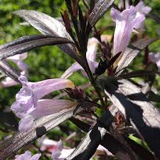 Image result for Strobilanthes anisophylla