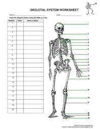 Skeletal System Worksheet By Family 2 Family Learning Resources