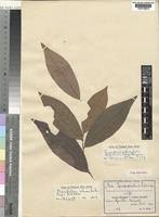 Image result for Monanthotaxis